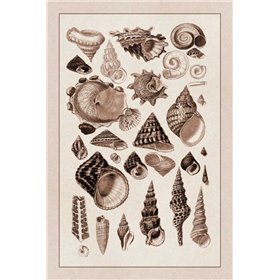 Shells: Trachelipoda 3 (Sepia) - Cuadrostock