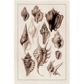 Shells: Trachelipoda 5 (Sepia) - Cuadrostock