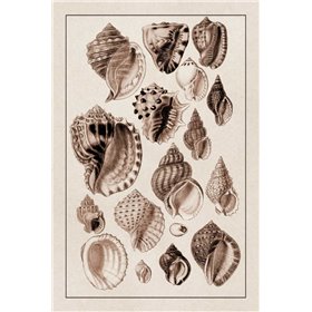 Shells: Purpurifera (Sepia) - Cuadrostock