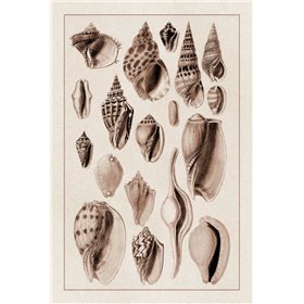 Shells: Trachelipoda 6 (Sepia) - Cuadrostock
