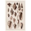 Shells: Trachelipoda 6 (Sepia) - Cuadrostock