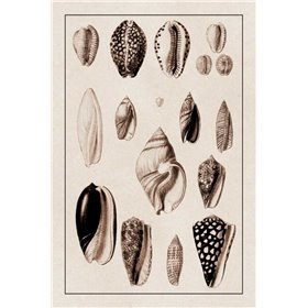 Shells: Convoltae and Orthocerata (Sepia) - Cuadrostock