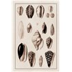 Shells: Convoltae and Orthocerata (Sepia) - Cuadrostock