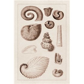 Shells: Ammonacea (Sepia) - Cuadrostock