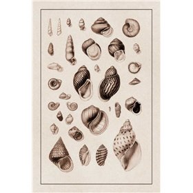 Shells: Sessile Cirripedes 2 (Sepia) - Cuadrostock