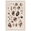 Shells: Sessile Cirripedes 2 (Sepia) - Cuadrostock