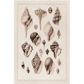 Shells: Sessile Cirripedes 3 (Sepia) - Cuadrostock