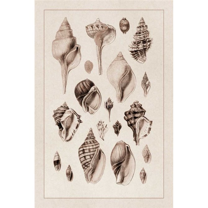 Shells: Sessile Cirripedes 3 (Sepia) - Cuadrostock