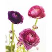 Spring Ranunculus V - Cuadrostock