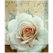 Frosted Rose 2 - Cuadrostock