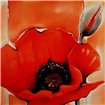 Crimson Poppy 1 - Cuadrostock