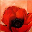 Crimson Poppy 2 - Cuadrostock