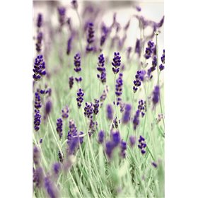 Lavenders In the Field - Cuadrostock