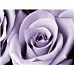 Lavender Rose - Cuadrostock