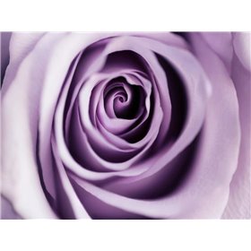 Lavender Bloom - Cuadrostock