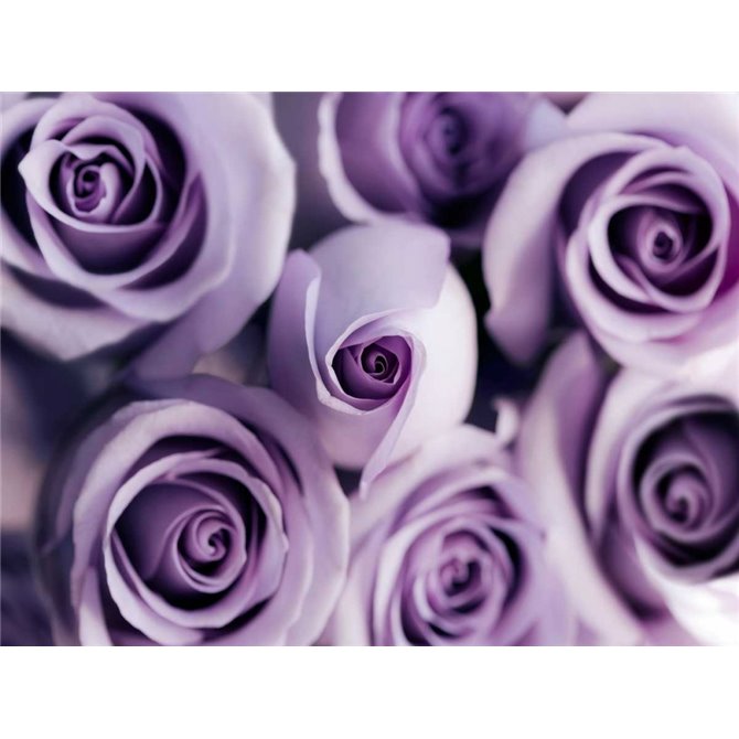 Lavender Bouquet - Cuadrostock