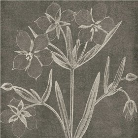 Botanical Beauty Chalk Square IV - Cuadrostock