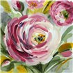 Ranunculus Rosa I - Cuadrostock