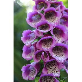 Purple Trailing Flower - Cuadrostock