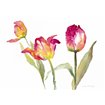 Pink Hues Tulips - Cuadrostock