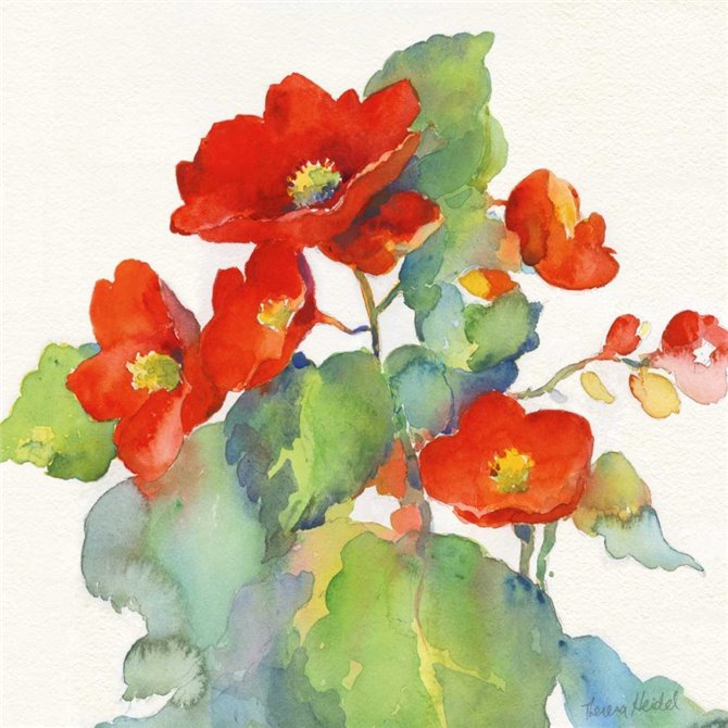 Begonia II - Cuadrostock