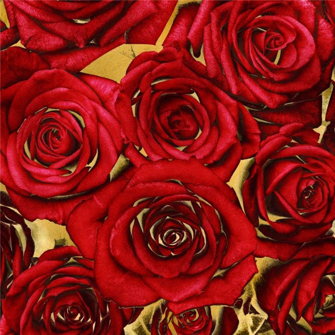 Roses - Red on Gold - Cuadrostock