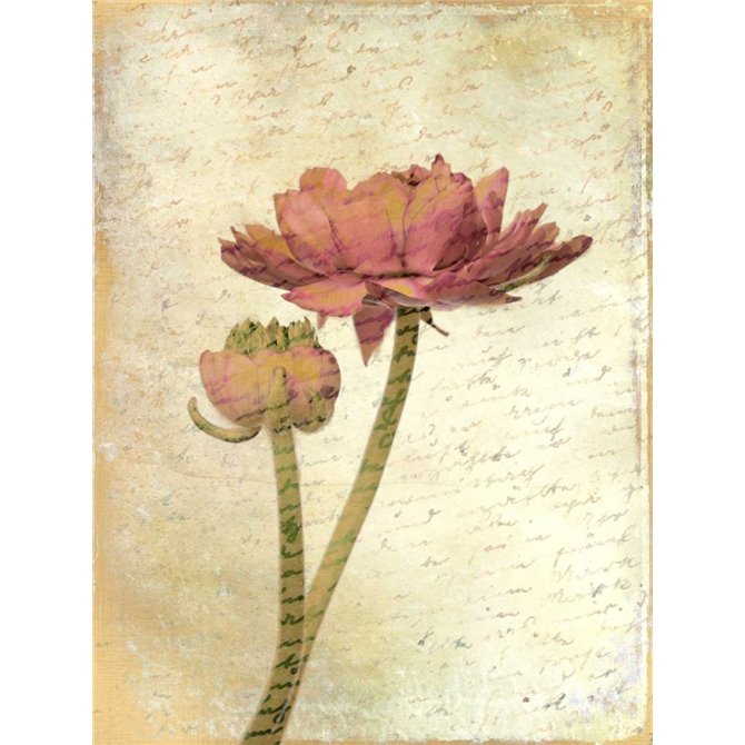 Ranunculus Bloom 1 - Cuadrostock