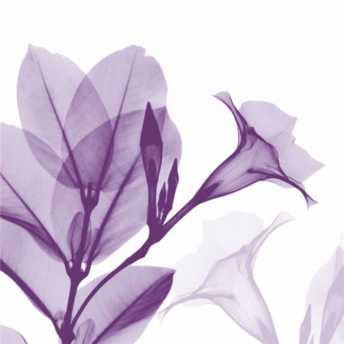 Lavender Mandelilla - Cuadrostock
