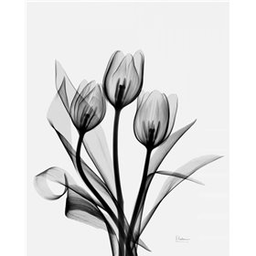 Cuadro para dormitorio - Three Gray Tulips H14 - Cuadrostock