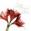 Amaryllis Love - Cuadrostock