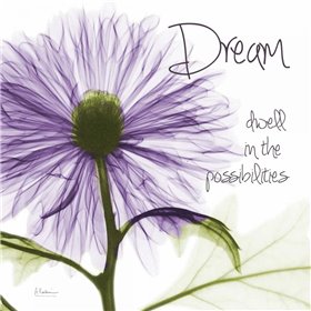 Purple Chrysanthemum Dream - Cuadrostock