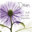 Purple Chrysanthemum Dream - Cuadrostock