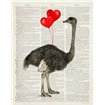 Ostrich In Love - Cuadrostock