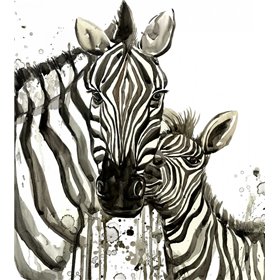 Zebra Cuddles - Cuadrostock