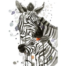 Zebra Kiss - Cuadrostock