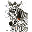 Zebra Kiss - Cuadrostock