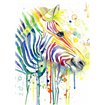 Colorful Zebra - Cuadrostock