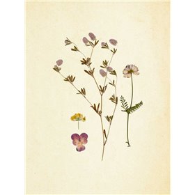 French Herbarium 2 - Cuadrostock