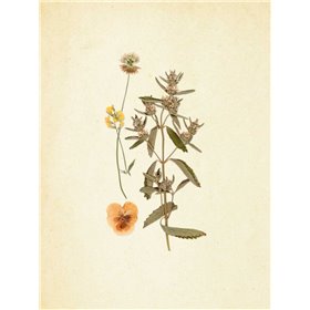 French Herbarium 3 - Cuadrostock