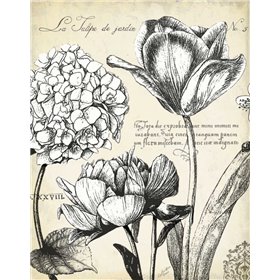 Cuadro para dormitorio - Pen and Ink Floral Study IV  - Cuadrostock