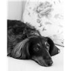 Dachshund Black and White - Cuadrostock