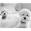 Bichons Black and White - Cuadrostock