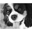 King Charles Spaniel Black and White - Cuadrostock