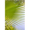 Palm Branch - Cuadrostock