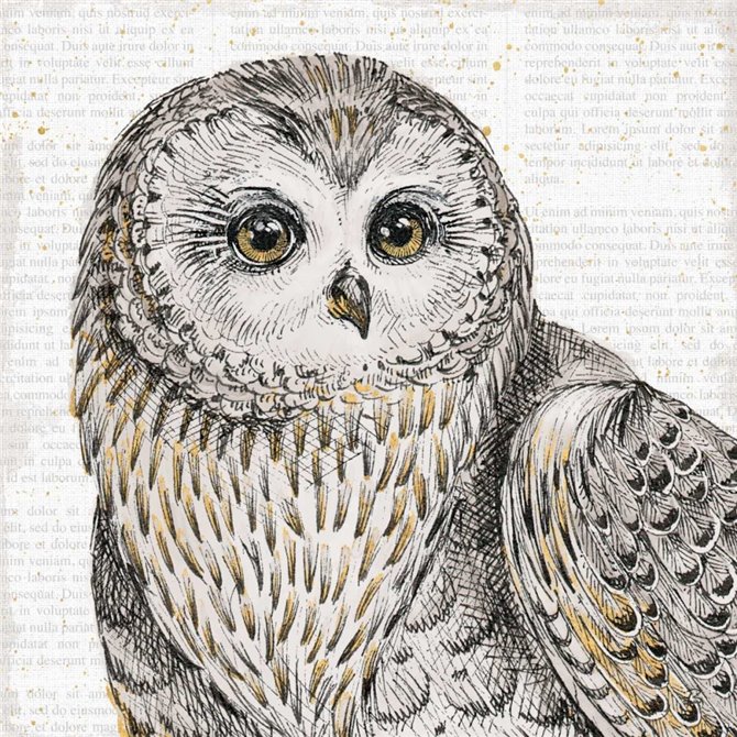 Beautiful Owls II - Cuadrostock