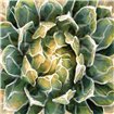 Succulent III - Cuadrostock