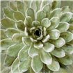 Succulent Verde II - Cuadrostock