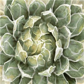 Succulent Verde III - Cuadrostock