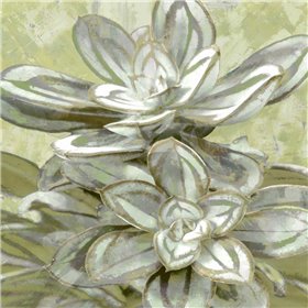 Succulent Verde IV - Cuadrostock