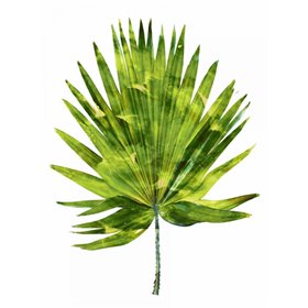 Palm IV - Cuadrostock